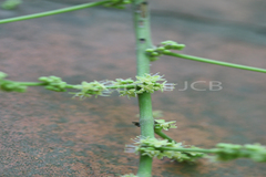 Semecarpus anacardium